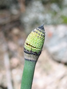 Equisetum spp.